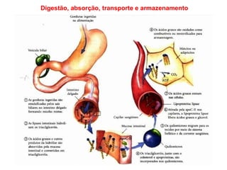 Digestão, absorção, transporte e armazenamento
 