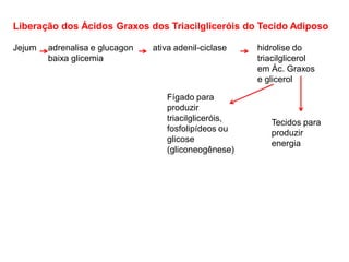 Liberação dos Ácidos Graxos dos Triacilgliceróis do Tecido Adiposo
Jejum adrenalisa e glucagon ativa adenil-ciclase hidrolise do
baixa glicemia triacilglicerol
em Ác. Graxos
e glicerol
Tecidos para
produzir
energia
Fígado para
produzir
triacilgliceróis,
fosfolipídeos ou
glicose
(gliconeogênese)
 