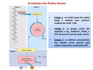 β-oxidação dos Ácidos Graxos
• Estágio 1- um ácido graxo de cadeia
longa é oxidado para produzir
resíduos de acetil –CoA.
• Estágio 2- os grupos acetil são
oxidados a CO2, NADH+H+, FADH2 e
GTP através do ciclo do ácido cítrico.
• Estágio 3- os elétrons provenientes
das reações acima passam pela
cadeia respiratória produzindo ATP.
 