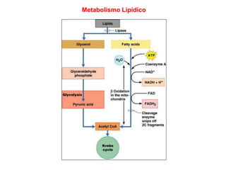 Metabolismo Lipídico
 