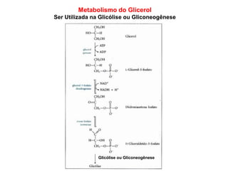 Metabolismo do Glicerol
Ser Utilizada na Glicólise ou Gliconeogênese
Glicólise ou Gliconeogênese
 