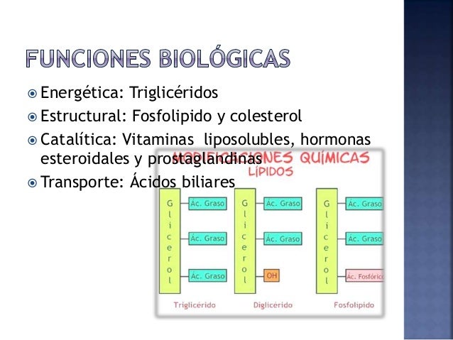 Ideas para ayudarle con metabolismo anabolismo y catabolismo
