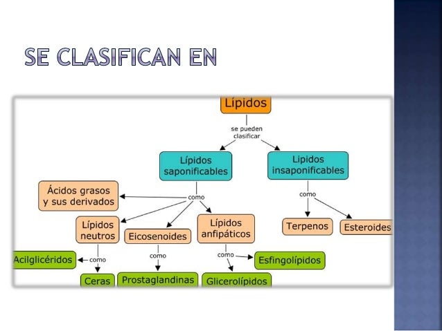 Aprender cómo explique la funcion del atp en el metabolismo celular