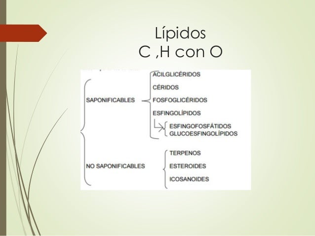 aceleradores de metabolismo hoja cheet