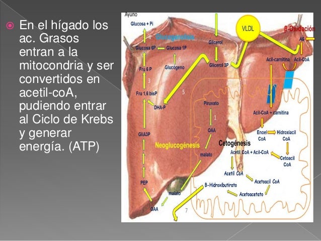 Por eso odio la dieta del metabolismo acelerado pdf gratis
