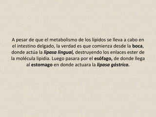 A pesar de que el metabolismo de los lípidos se lleva a cabo en
el intestino delgado, la verdad es que comienza desde la boca,
donde actúa la lipasa lingual, destruyendo los enlaces ester de
la molécula lipidia. Luego pasara por el esófago, de donde llega
al estomago en donde actuara la lipasa gástrica.
 