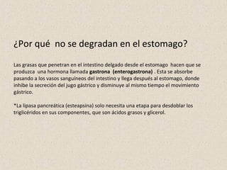 ¿Por qué no se degradan en el estomago?
Las grasas que penetran en el intestino delgado desde el estomago hacen que se
produzca una hormona llamada gastrona (enterogastrona) . Esta se absorbe
pasando a los vasos sanguíneos del intestino y llega después al estomago, donde
inhibe la secreción del jugo gástrico y disminuye al mismo tiempo el movimiento
gástrico.
*La lipasa pancreática (esteapsina) solo necesita una etapa para desdoblar los
triglicéridos en sus componentes, que son ácidos grasos y glicerol.
 
