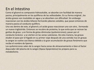 En el Intestino
Como el glicerol es compuesto hidrosoluble, se absorbe con facilidad de manera
pasiva, principalmente en los quilíferos de las vellosidades. En su forma original , los
ácidos grasos son insolubles en agua y se absorben con dificultad. Sin embargo
reaccionan con los ácidos biliares formando jabones solubles, que pasan entonces de
manera pasiva al conducto quilífero.
Una vez dentro de este, el glicerol y el acido graso reaccionan uno con otro , formando
un nuevo triglicérido. Entonces se recubre de proteína, lo que evita que se reúnan las
gotitas de grasa y en forma de gotas diminutas (quilomicrones), pasan por el
conducto torácico y se vierten en las venas subclavias. De esta manera, las grasas
eluden el paso por el hígado en su primer viaje después de una comida rica en grasas
la sangre se vuelve casi blanca debido a la gran acumulación de grasas fenómeno que
recibe el nombre de lipemia.
Los quilomicrones salen de la sangre hacia zonas de almacenamiento o bien el factor
depurador del plasma de la sangre (lipasa lipoproteica) los prepara para su
metabolismo.
 