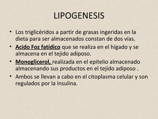 LIPOGENESIS
• Los triglicéridos a partir de grasas ingeridas en la
dieta para ser almacenados constan de dos vías.
• Acido Foz fatídico que se realiza en el hígado y se
almacena en el tejido adiposo.
• Monoglicerol, realizada en el epitelio almacenado
almacenando sus productos en el tejido adiposo .
• Ambos se llevan a cabo en el citoplasma celular y son
regulados por la insulina.
 