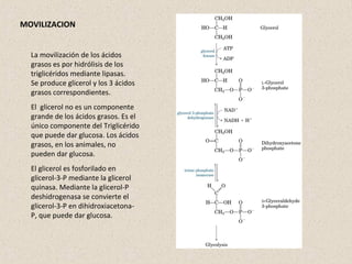 La movilización de los ácidos
grasos es por hidrólisis de los
triglicéridos mediante lipasas.
Se produce glicerol y los 3 ácidos
grasos correspondientes.
El glicerol no es un componente
grande de los ácidos grasos. Es el
único componente del Triglicérido
que puede dar glucosa. Los ácidos
grasos, en los animales, no
pueden dar glucosa.
El glicerol es fosforilado en
glicerol-3-P mediante la glicerol
quinasa. Mediante la glicerol-P
deshidrogenasa se convierte el
glicerol-3-P en dihidroxiacetona-
P, que puede dar glucosa.
MOVILIZACION
 