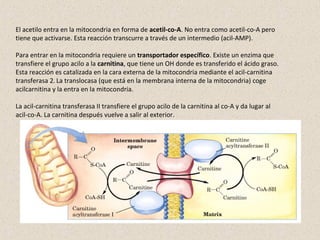 El acetilo entra en la mitocondria en forma de acetil-co-A. No entra como acetil-co-A pero
tiene que activarse. Esta reacción transcurre a través de un intermedio (acil-AMP).
Para entrar en la mitocondria requiere un transportador específico. Existe un enzima que
transfiere el grupo acilo a la carnitina, que tiene un OH donde es transferido el ácido graso.
Esta reacción es catalizada en la cara externa de la mitocondria mediante el acil-carnitina
transferasa 2. La translocasa (que está en la membrana interna de la mitocondria) coge
acilcarnitina y la entra en la mitocondria.
La acil-carnitina transferasa II transfiere el grupo acilo de la carnitina al co-A y da lugar al
acil-co-A. La carnitina después vuelve a salir al exterior.
 