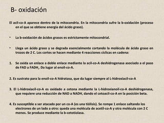 El acil-co-A aparece dentro de la mitocondria. En la mitocondria sufre la b-oxidación (proceso
en el que se obtiene energía del ácido graso).
• La b-oxidación de ácidos grasos es estrictamente mitocondrial.
• Llega un ácido graso y se degrada esencialmente cortando la molécula de ácido graso en
trozos de 2 C. Los cortes se hacen mediante 4 reacciones cíclicas en cadena:
1. Se oxida un enlace a doble enlace mediante la acil-co-A deshidrogenasa asociado a el paso
de FAD a FADH2. Da lugar al enoil-co-A.
2. Es sustrato para la enoil-co-A hidratasa, que da lugar siempre al L-hidroxiacil-co-A
3. El L-hidroxiacil-co-A es oxidado a cetona mediante la L-hidroxianoil-co-A deshidrogenasa,
que requiere una reducción de NAD a NADH, dando el cetoacil-co-A en la posición beta.
4. Es susceptible a ser atacado por un co-A (es una tiólisis). Se rompe 1 enlace saltando los
electrones de un lado a otro: queda una molécula de acetil-co-A y otra molécula con 2 C
menos. Se produce mediante la b-cetotiolasa.
B- oxidación
 