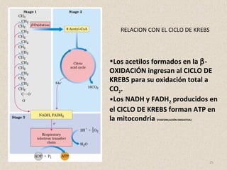 25
RELACION CON EL CICLO DE KREBS
•Los acetilos formados en la β-
OXIDACIÓN ingresan al CICLO DE
KREBS para su oxidación total a
CO2.
•Los NADH y FADH2 producidos en
el CICLO DE KREBS forman ATP en
la mitocondria (FOSFORILACIÓN OXIDATIVA)
 
