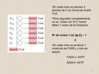 26
•En cada ciclo se pierden 2
átomos de C en forma de Acetil-
CoA.
•Para degradar completamente
un ac. Graso de 16 C hacen
faltan 7 ciclos de β-Oxidación.
Nº de ciclos = (nº de C) – 1
2
•En cada ciclo se produce 1
molécula de FADH2 y otra de
NADH:
FADH2= 2ATP
NADH= 3ATP
 