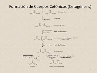 28
Formación de Cuerpos Cetónicos (Cetogénesis)
 