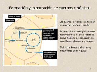 29
Formación y exportación de cuerpos cetónicos
Los cuerpos cetónicos se forman
y exportan desde el Hígado.
En condiciones energéticamente
desfavorables, el oxalacetato se
deriva hacia la Gluconeogénesis,
para liberar glucosa a la sangre.
El ciclo de Krebs trabaja muy
lentamente en el Hígado.
Gotas de lípidos
Hepatocito
Acetoacetato y β-
hidroxibutirato
exportados como
energía para:
corazón, músculo,
riñón y cerebro.
Glucosa exportada
como combustible
para cerebro y
otros tejidos.
 