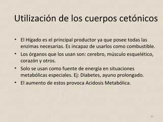 30
Utilización de los cuerpos cetónicos
• El Hígado es el principal productor ya que posee todas las
enzimas necesarias. Es incapaz de usarlos como combustible.
• Los órganos que los usan son: cerebro, músculo esquelético,
corazón y otros.
• Solo se usan como fuente de energía en situaciones
metabólicas especiales. Ej: Diabetes, ayuno prolongado.
• El aumento de estos provoca Acidosis Metabólica.
 