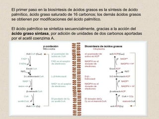 El primer paso en la biosíntesis de ácidos grasos es la síntesis de ácido
palmítico, ácido graso saturado de 16 carbonos; los demás ácidos grasos
se obtienen por modificaciones del ácido palmítico.
El ácido palmítico se sintetiza secuencialmente, gracias a la acción del
ácido graso sintasa, por adición de unidades de dos carbonos aportadas
por el acetil coenzima A.
 