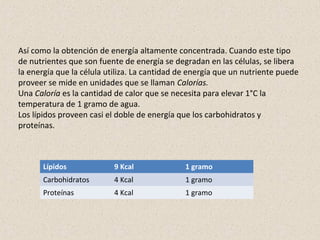 Así como la obtención de energía altamente concentrada. Cuando este tipo
de nutrientes que son fuente de energía se degradan en las células, se libera
la energía que la célula utiliza. La cantidad de energía que un nutriente puede
proveer se mide en unidades que se llaman Calorías.
Una Caloría es la cantidad de calor que se necesita para elevar 1°C la
temperatura de 1 gramo de agua.
Los lípidos proveen casi el doble de energía que los carbohidratos y
proteínas.
Lípidos 9 Kcal 1 gramo
Carbohidratos 4 Kcal 1 gramo
Proteínas 4 Kcal 1 gramo
 