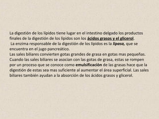 La digestión de los lípidos tiene lugar en el intestino delgado los productos
finales de la digestión de los lípidos son los ácidos grasos y el glicerol.
La enzima responsable de la digestión de los lípidos es la lipasa, que se
encuentra en el jugo pancreático.
Las sales biliares convierten gotas grandes de grasa en gotas mas pequeñas.
Cuando las sales biliares se asocian con las gotas de grasa, estas se rompen
por un proceso que se conoce como emulsificaciòn de las grasas hace que la
digestión de estas sea mas suficiente al aumentar el área superficial. Las sales
biliares también ayudan a la absorción de los ácidos grasos y glicerol.
 