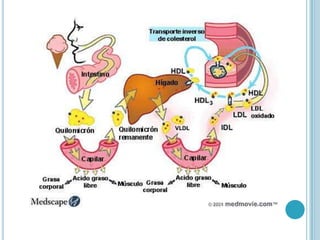 Metabolismo de lipoproteínas
