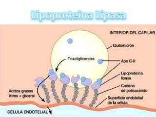 Metabolismo de lipoproteínas