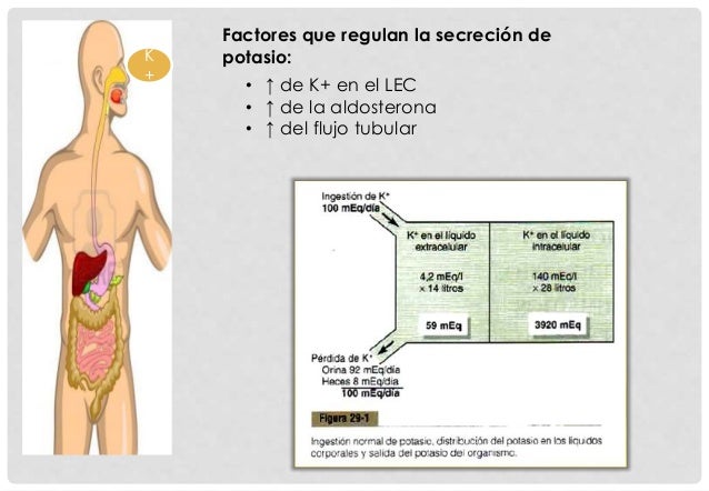 metabolismo social en el cuerpo humano