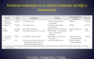 Proteínas implicadas en el control molecular de Mg2 y
homeostasis
G. Aranalde - Fisiología Renal - 1º (2015)
 