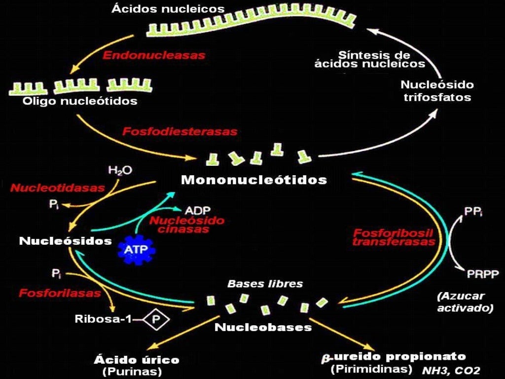 Metabolismo de los acidos nucleicos Metabolismo de los acidos nucleicos