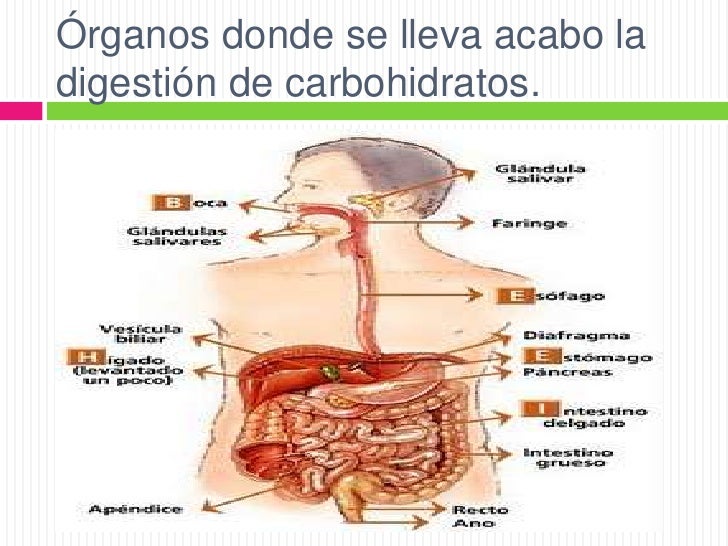 dieta acelerar metabolismo mejores soluciones