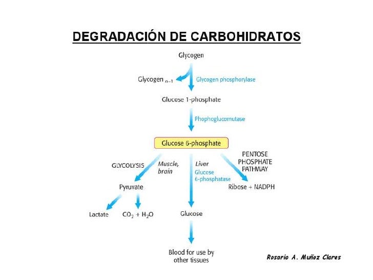 Preguntas sobre Metabolismo basale