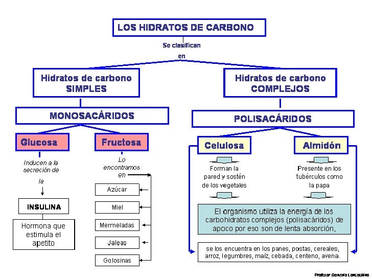 Metabolismo de los carbohidratos