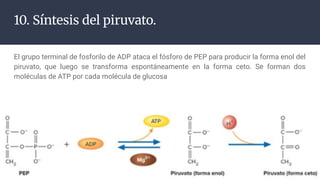 METABOLISMO DE LOS CARBOHIDRATOS RES.pdf