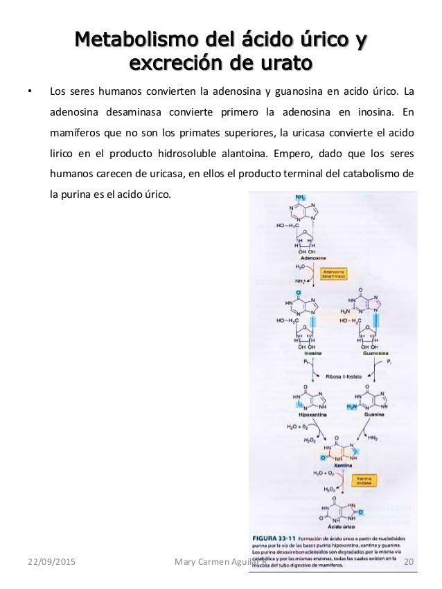 alimentos no permitidos para el acido urico acido urico pdf unam alimentos no permitidos acido urico alimentos no permitidos para el acido urico acido urico pdf unam alimentos no permitidos acido urico