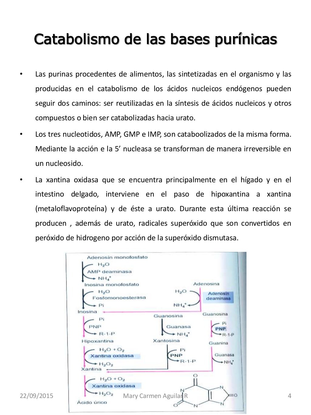 dieta acelerar metabolismo hoja cheet