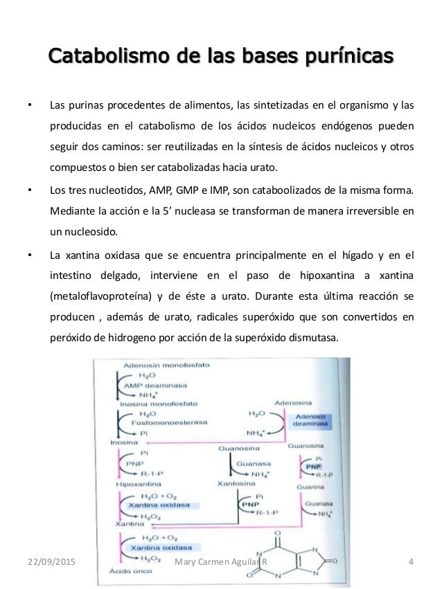 Metabolismo de los ácidos nucleicos Metabolismo de los ácidos nucleicos