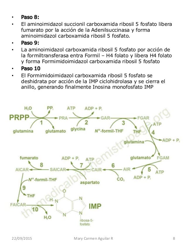 Metabolismo de los ácidos nucleicos Metabolismo de los ácidos nucleicos