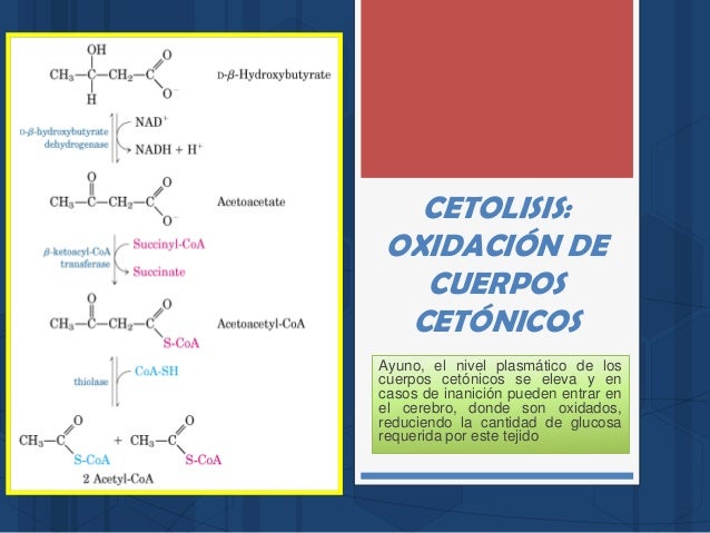 Medicina en dieta del metabolismo