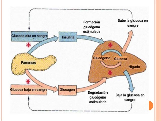 Más en dieta para acelerar el metabolismo y bajar de peso