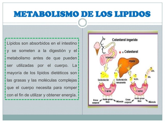 Metabolismo de los lípidos