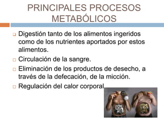 PRINCIPALES PROCESOS
METABÓLICOS
 Digestión tanto de los alimentos ingeridos
como de los nutrientes aportados por estos
alimentos.
 Circulación de la sangre.
 Eliminación de los productos de desecho, a
través de la defecación, de la micción.
 Regulación del calor corporal.
 