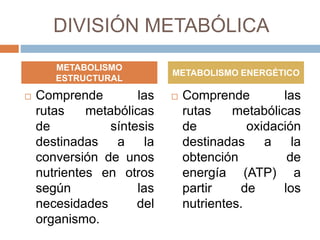 DIVISIÓN METABÓLICA
 Comprende las
rutas metabólicas
de síntesis
destinadas a la
conversión de unos
nutrientes en otros
según las
necesidades del
organismo.
 Comprende las
rutas metabólicas
de oxidación
destinadas a la
obtención de
energía (ATP) a
partir de los
nutrientes.
METABOLISMO
ESTRUCTURAL
METABOLISMO ENERGÉTICO
 