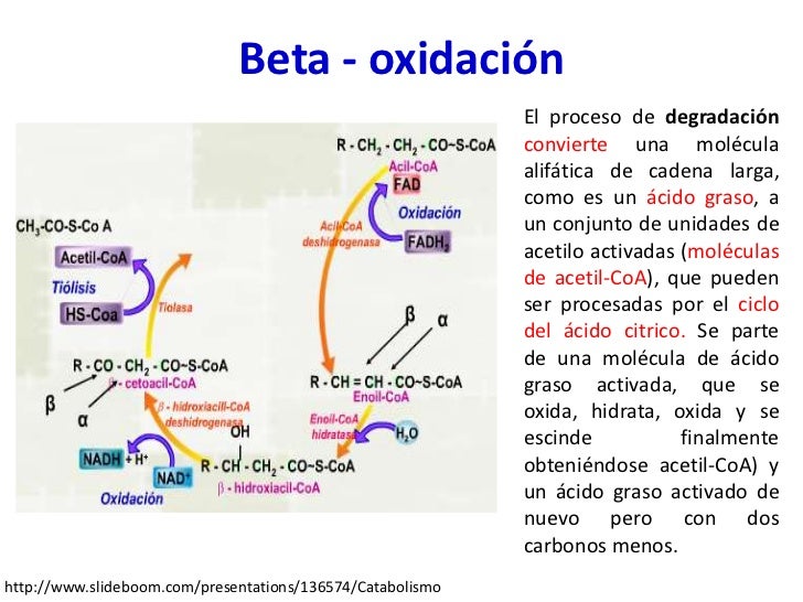 Metabolismo de lípidos