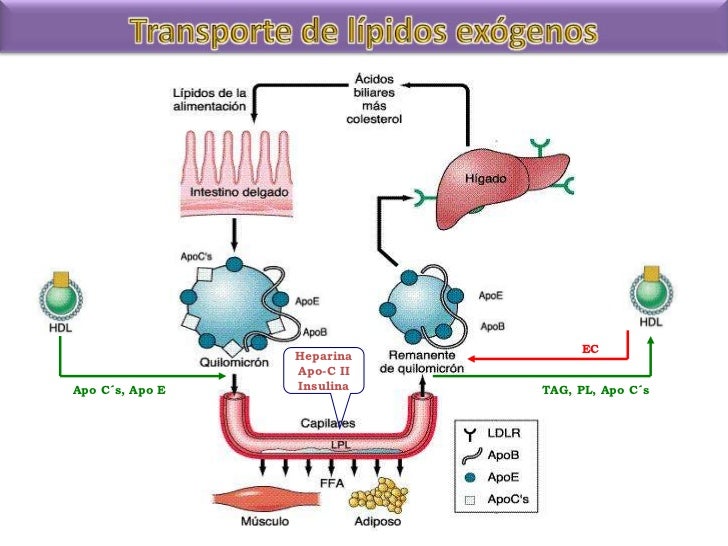 Similar a calcular tu metabolismo basal