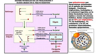 Los quilomicrones son
lipoproteínas sintetizadas
en el epitelio del intestino
delgado . Contienen
triglicéridos, fosfolípidos y
el colesterol ingeridos en la
dieta llevándolos hacia los
tejidos a través del sistema
linfático. Están compuestos
en un 90% por triglicéridos,
7% de fosfolípidos, 1%
colesterol, y un 2% de
proteínas especializadas,
llamadas apoproteínas.
 