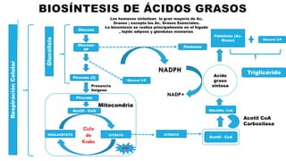 BIOSÍNTESIS DE ÁCIDOS GRASOS
Los humanos sintetizan la gran mayoría de Ac.
Grasos ; excepto los Ac. Grasos Esenciales.
La biosíntesis se realiza principalmente en el hígado
, tejido adiposo y glándulas mamarias.
Glucosa
Glucosa-
6P
Piruvato (2)
Glucólisis
Acetil - CoA
OXALACETATO CITRATO
Ciclo
de
Krebs
ATP
Piruvato
CITRATO
Acetil - CoA
MALONIL- CoA
Glicerol 3-P
Pentosas
Acido
graso
sintasa
NADPH
NADP+
Palmitato (Ac.
Graso) Glicerol 3-P
Triglicérido
Acetil CoA
Carboxilasa
RespiraciónCelular
Mitocondria
Presencia
0xigeno
 