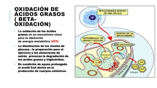OXIDACIÓN DE
ÁCIDOS GRASOS
( BETA-
OXIDACIÓN)
• La oxidación de los ácidos
grasos es un mecanismo clave
para la obtención
de energía metabólica (ATP)
• La disminución de los niveles de
glucosa , la preparación para el
ejercicio y las situaciones de
estrés provocan la degradación de
los ácidos grasos y triglicéridos.
• En condición de ayuno prolongado
el acetil CoA deriva en la
producción de cuerpos cetónicos.
 
