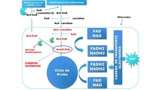 Ácidos grasos de
cadena corta
Ácidos grasos de cadena larga
Acil CoA
CoA
( coenzima A)
Acil carnitina
Acil CoA
Acil CoA
Mitocondria
Ciclo de
Krebs
Acetil CoA
Acil CoA
Acil carnitina
FADH2
NADH2
FADH2
NADH2
FAD
NAD
FAD
NAD
CADENADETRASNPORTE
ELECTRONES
ATP
carnitinaCoA
carnitina CoA
CUERPOS
CETÓNICOS
Acil CoA
deshidrogensa
 