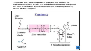 La coenzima A (CoA) , es un transportador de grupos acilo en la biosíntesis y la
oxidación de ácidos grasos, así como en la descarboxilación oxidativa del ácido pirúvico,
paso previo al ciclo de Krebs. Su molécula consta de ácido pantoténico (vitamina B5),
adenosín difosfato y cisteamina.
 