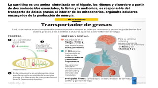 La carnitina es una amina sintetizada en el hígado, los riñones y el cerebro a partir
de dos aminoácidos esenciales, la lisina y la metionina, es responsable del
transporte de ácidos grasos al interior de las mitocondrias, orgánulos celulares
encargados de la producción de energía.
 